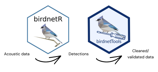BirdNET pipeline in R with birdnetR and birdnetTools