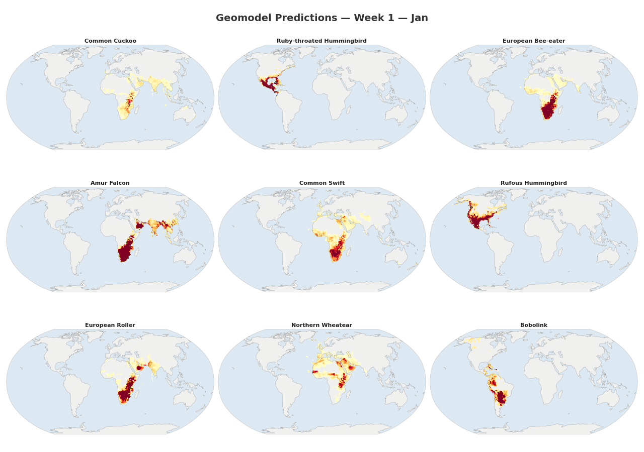 Animated range maps of 9 migratory species across 48 weeks